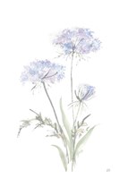 Tall Queen Annes Lace I Fine Art Print