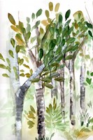 Birch Forest I Fine Art Print