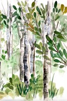 Birch Forest II Fine Art Print
