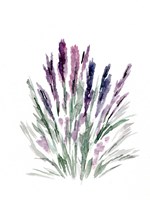 Lavender Fine Art Print