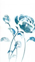 Blue Peonies II Fine Art Print