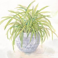 Houseplant II-Spider Plant Fine Art Print