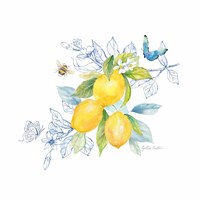 Lemon Sketch Book III Fine Art Print