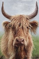 Highland portrait II Fine Art Print