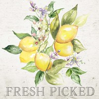 Lemon Grove III Fine Art Print