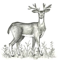 Watercolor Pencil Forest XI-Deer 2 Fine Art Print