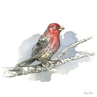 Birds & Branches IV-House Finch Fine Art Print