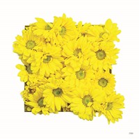 Floral Pop II Fine Art Print