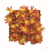 Floral Pop IV Fine Art Print