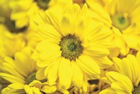 Floral Pop V Fine Art Print