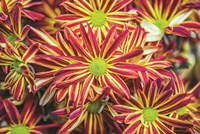 Floral Pop VI Fine Art Print