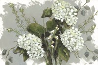 Hydrangeas in White Fine Art Print