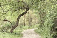 Wildwood Lake Fine Art Print