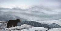 Cascade Mountain Bear Fine Art Print