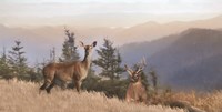 Cascade Mountain Deer Fine Art Print