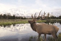 Bull Elk in Tetons Fine Art Print