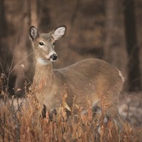 Whitetail Deer Fine Art Print