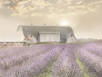 Lavender Morning Fine Art Print