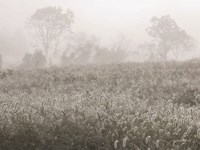 Dreamy Field Fine Art Print