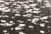 Daisy Dreams Fine Art Print