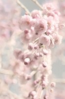 Weeping Cherry Fine Art Print