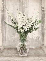 Bridal Veil Flowers Fine Art Print