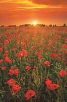 Poppies at Sunset Fine Art Print