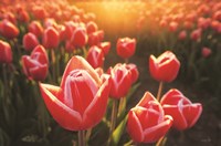 Tulips at Sunrise Fine Art Print