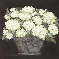 Snowball Hydrangea Pail Fine Art Print