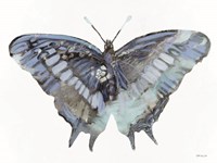 Blue Butterfly Fine Art Print