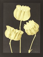 Forms in Nature 1 Framed Print