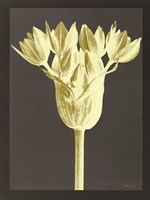 Forms in Nature 3 Framed Print