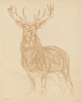 Buck Sketch Fine Art Print