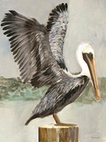 Brown Pelican 2 Framed Print
