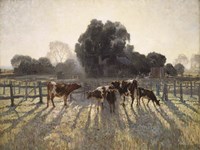 Grazing Cows Fine Art Print