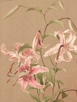 Antique Botanical Collection 3 Fine Art Print