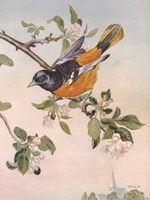 Spring Song Bird Fine Art Print