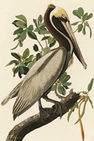 Audubon Brown Pelican Fine Art Print