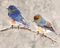 Eastern Bluebirds 1 Fine Art Print