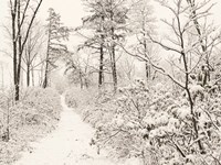 Winter Walk Fine Art Print