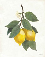 Lemon Branch II Fine Art Print