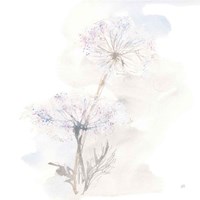 Queen Annes Lace III Fine Art Print