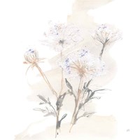 Queen Annes Lace II Fine Art Print