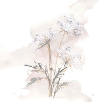 Queen Annes Lace I Fine Art Print