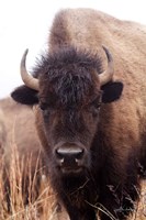 American Bison IV Fine Art Print