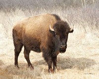 American Bison II Fine Art Print