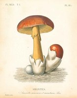 French Mushrooms II Fine Art Print