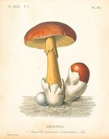 French Mushrooms II Framed Print