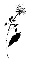 Silhouette Floral III Fine Art Print