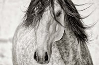 My Beautiful Mane Fine Art Print